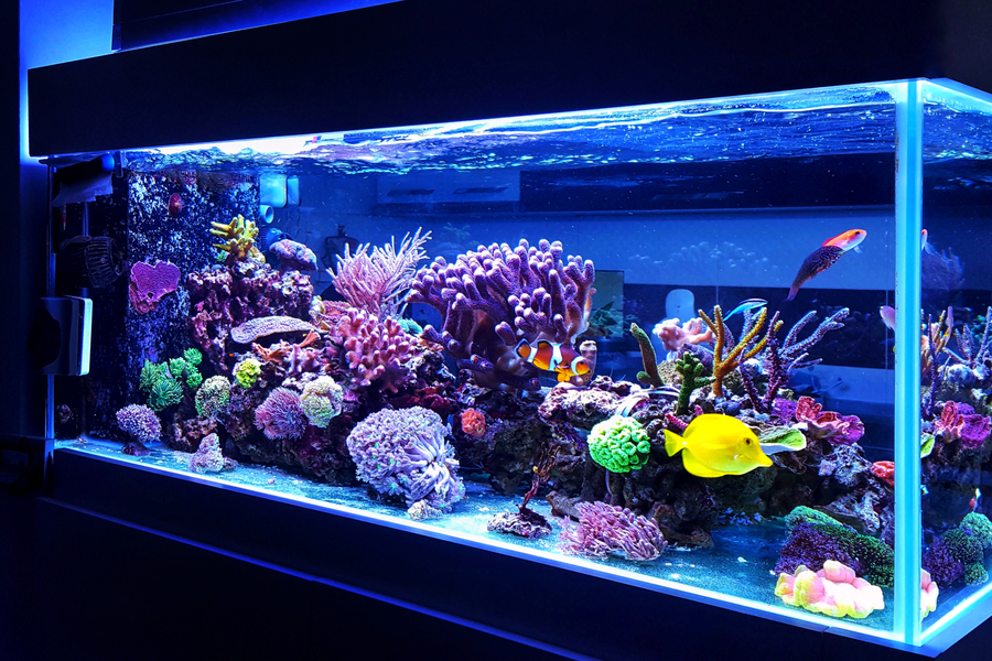 Harga aquarium 1 meter
