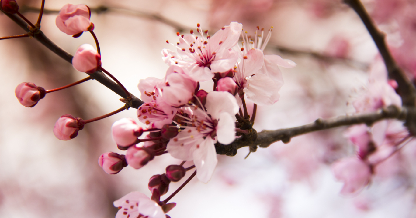 Фотообои цветы вишни